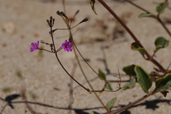 Commicarpus australis