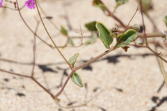 Commicarpus australis