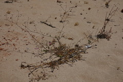 Commicarpus australis