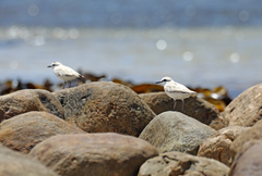 Charadrius marginatus marginatus
