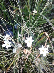 Triteleia peduncularis