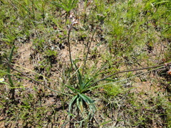 Tulbaghia capensis