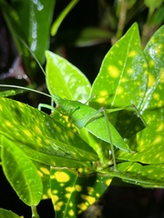 Pterophyllini