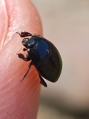 Histeridae