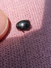 Histeridae