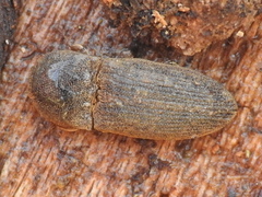 Agrypnus rectangularis