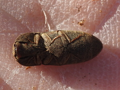 Agrypnus rectangularis