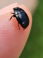 Histeridae