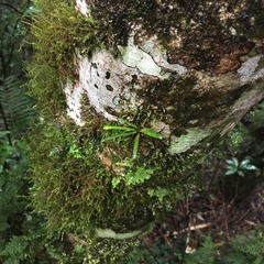 Oreogrammitis taiwanensis