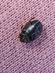 Histeridae
