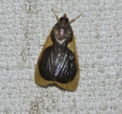 Prooedema inscisalis