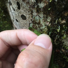 Oreogrammitis taiwanensis