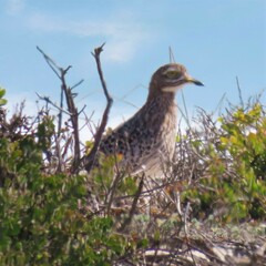 Burhinus capensis capensis