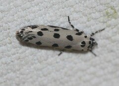 Ethmia sphaerosticha