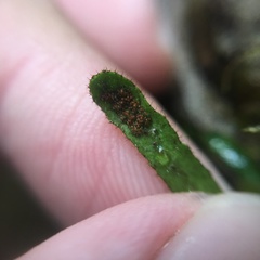 Oreogrammitis taiwanensis