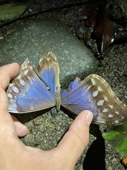 Morpho menelaus