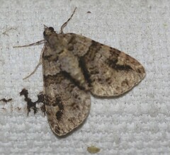 Polyclysta hypogrammata