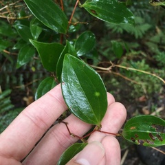 Smilax china