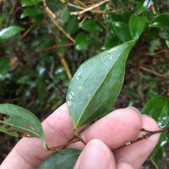 Smilax china