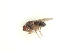 Drosophila repleta