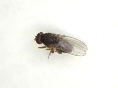 Drosophila repleta