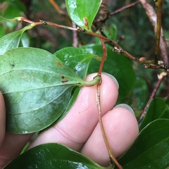 Smilax china