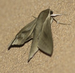 Theretra indistincta