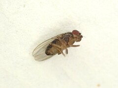 Drosophila repleta