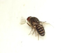 Drosophila repleta