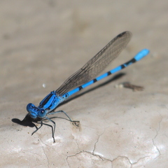 Argia agrioides