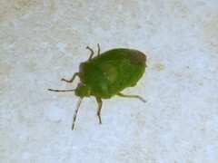 Nezara viridula