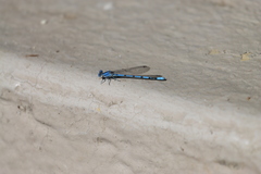 Argia agrioides