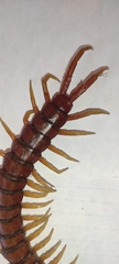 Scolopendra alternans
