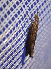 Ypsolopha horridella