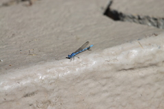 Argia agrioides