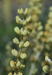 Lupinus peirsonii