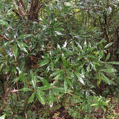 Litsea pseudoelongata