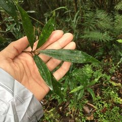Litsea pseudoelongata