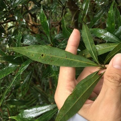 Litsea pseudoelongata