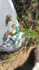 Eriogonum fasciculatum