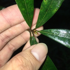 Litsea pseudoelongata