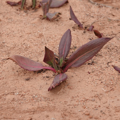Rumex hymenosepalus