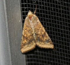 Australothis rubrescens