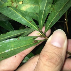 Litsea pseudoelongata