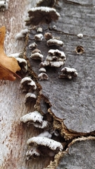 Schizophyllum commune