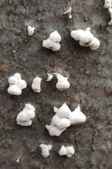 Schizophyllum commune