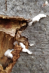 Schizophyllum commune
