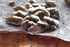 Schizophyllum commune