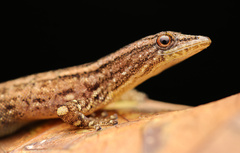 Sphaerodactylus graptolaemus