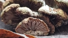 Schizophyllum commune